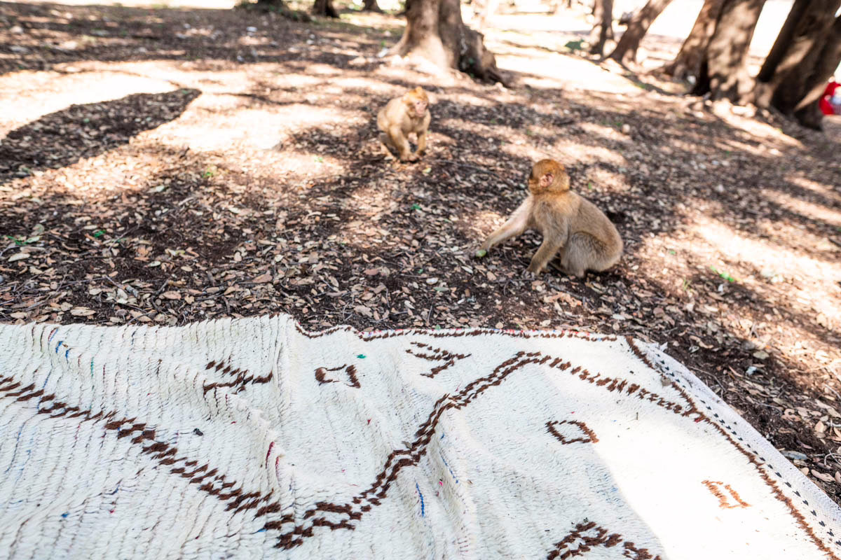 Aito marokkolainen Azilal vintage matto MADesign 2025